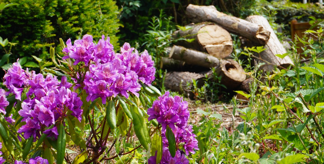 Bioamrywiaeth yng Nghanolfan Genedlaethol Chwaraeon Cymru.